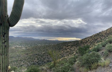 Tall Cactus, Gila Monster, Vacation 2024, Cave Creek Az, Family Hiking, Cave Creek, Perfect 10, Desert Plants, Rock Formations