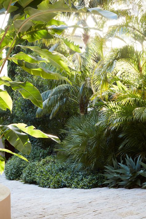 Tulum Landscape, Oasis Garden, Team Profile, Tropical Landscape Design, Palm Garden, Tropical Garden Design, Jungle Gardens, Tropical Backyard, Tropical Landscape