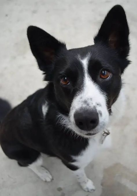 The 23 Cutest Pictures of Short Haired Border Collies - The Paws Livestock Dogs, Short Haired Border Collie, Border Collie Tattoo, Tattoo Silhouette, Border Collie Pictures, Picture Borders, Short Haired Dogs, Collie Puppies, Border Collie Puppies