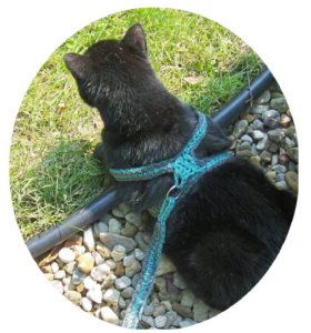 Kitty harness! Great for travelling with my inside cat. Diy Cat Harness, Cat Hammock Pattern, Dog Harness Pattern, Kitten Harness, Inside Cat, Chat Diy, Crochet Cat Toys, Cats Outside, Cat Leash