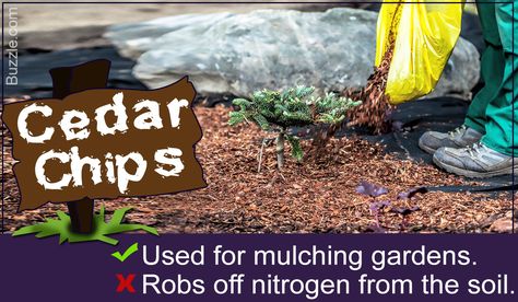 Cedar Shavings Uses, Cedar Chips Landscaping, Snake Repellant, Cedar Chips, Animals And Plants, Banana Plants, Cedar Trees, Mulch, Pros And Cons