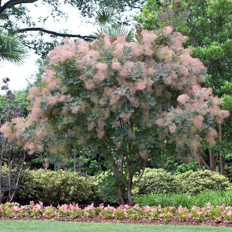 Cotinus Coggygria, Air Layering, Bush Garden, Master Gardener, Drought Tolerant Plants, Joshua Tree National Park, Violet Flower, Mother Plant, Deciduous Trees