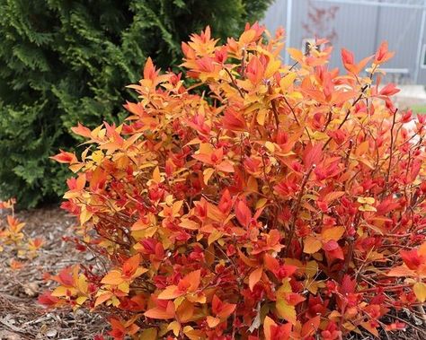 Candy Corn Spirea, Deer Resistant Shrubs, Courtyard Landscaping, Deadheading, Pineapple Yellow, Backyard Garden Layout, Hardiness Zones, Corner Garden, Front Landscaping