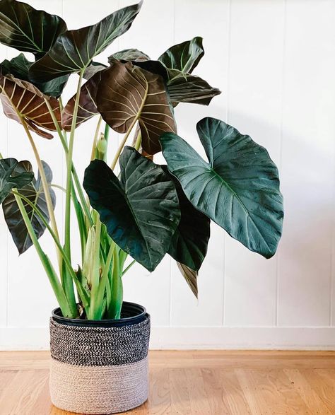 plants lover on Instagram: “Beautiful alocasia regal Shields 👌 . . . Tag your friends . . . Follow 👇 @plantslover1990  @plants1990  @amazing__plants  @ma_plants .…” Wall Murals Diy, Elephant Ear Plant, Interior Plants, Office Plants, Natural Home Decor, Plant Mom, Plant Lady, Exotic Plants, Rare Plants