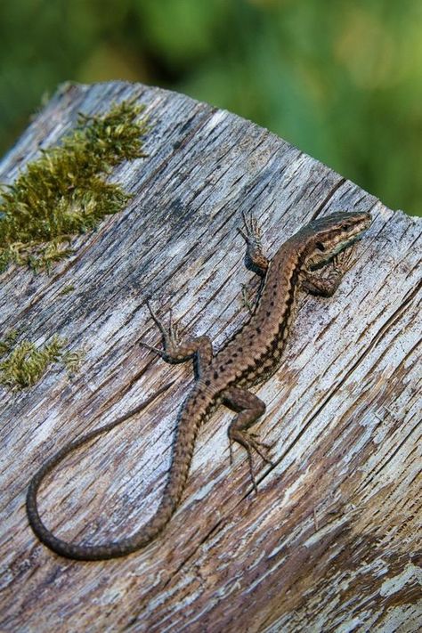 Lizard Reference Photo, Lizard Reference, Lizard Pictures, Lizard Photo, Small Lizard, Frilled Lizard, Safe Tattoo, Colorful Lizards, Lizard Tattoo