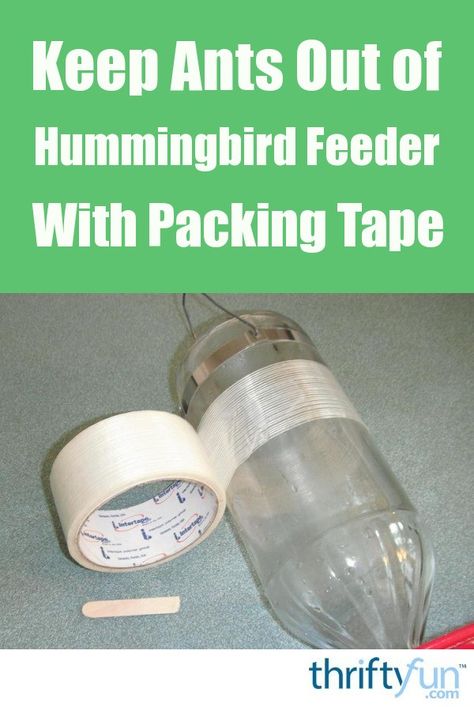 Homemade Hummingbird Feeder, Hummingbird Fountain, Homemade Hummingbird Food, Diy Hummingbird Feeder, Backyard Birds Watching, Ant Repellent, Backyard Birds Feeders, Backyard Birds Sanctuary, Hummingbird Food