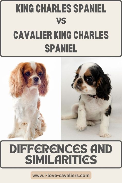 Aussalier Full Grown, Cocker Spaniel King Charles, Charles Spaniel Cavalier King, King Charles Cavalier Spaniel Tri Color, Cavalier King Charles Spaniel Haircut Styles, Caviler King Charles Spaniel Puppies, Cavalier King Charles Spaniel Grooming Styles, Cavilar King Charles Spaniel, Caviliar King Charles Spaniel