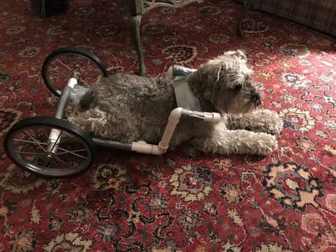 Diy Wheelchair, Diy Dog Wheelchair, Excited Cat, Wheelchairs Design, Dog Wheelchair, Social Stories Preschool, File Folder Games, Folder Games, Learning Disabilities