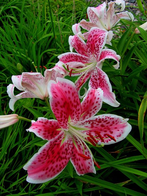 Pink Tiger Lilys Pink Tiger Lily, Tiger Lily Flowers, Tiger Lily Tattoos, Fav Flower, Lily Nails, Pink Tiger, Lily Tattoo, Nothing But Flowers, Flower Therapy