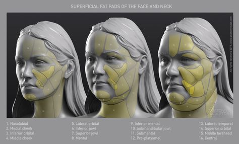 ArtStation - Anatomy, Uldis Zarins Neck Makeup, Human Anatomy For Artists, Head Anatomy, Facial Anatomy, Face Anatomy, Anatomy Sculpture, Types Of Eyes, Anatomy For Artists, Makeup Eyes