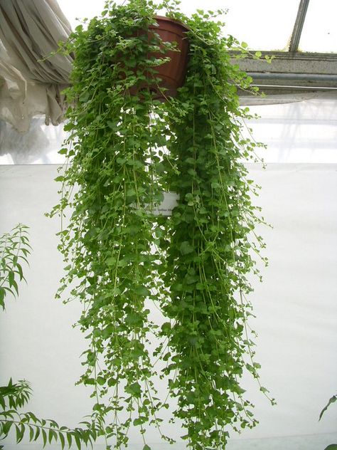 Balcony Hanging Plants, Best Herbs To Grow, Hanging Ferns, Hanging Plants Outdoor, Wall Hanging Decorations, Hanging Herb Garden, Hanging Herbs, Jasmine Plant, Artificial Plant Wall