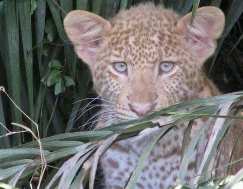 Leopard Laying Down, Feline Reference, Strawberry Leopard, Panther Cub, Leopard Aesthetic, Leopard Cub, Albino Animals, Africa Animals, Pretty Animals