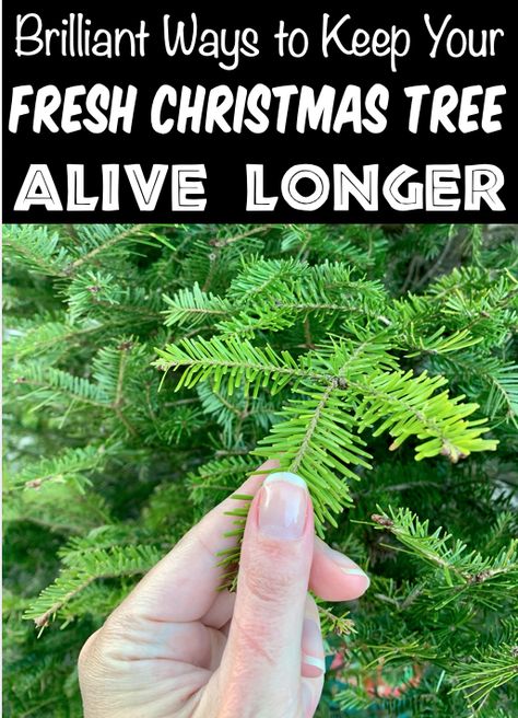 How To Care For A Real Christmas Tree, Christmas Tree Preservative Diy, Real Christmas Tree Care Tips, How To Keep A Christmas Tree Alive, Decorating Live Christmas Trees, Christmas Tree Care Tips, Live Christmas Tree Care, Real Christmas Tree Care, Christmas Tree Water Solution