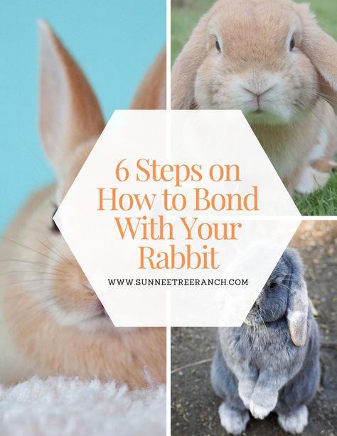 6 Things To Know When Creating A Bond With Your Bunny Fun Things To Do With Your Bunny, Diy Rabbit Accessories, How To Bond With Your Rabbit, Holland Lop Bunnies Care, Bunny Hacks, Bunny Bonding, Bunny Behavior, Rabbit Tips, Bunny Cuddle