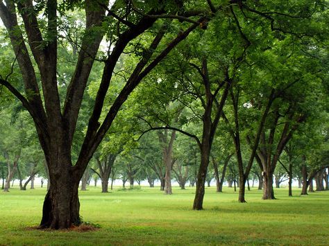 pecan orchard Pecan Farming, Pecan Orchard, Almond Orchard, The Pavilion At Orchard Ridge Farms, Pecan Tree, Pecan Wood, Old Orchard Beach, Low Country, Barn Wedding