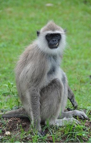 Langur Monkey, Animals Sketches, The Iliad, Ape Monkey, Photo C, Animal Pics, Animal Sketches, Primates, Nature Illustration