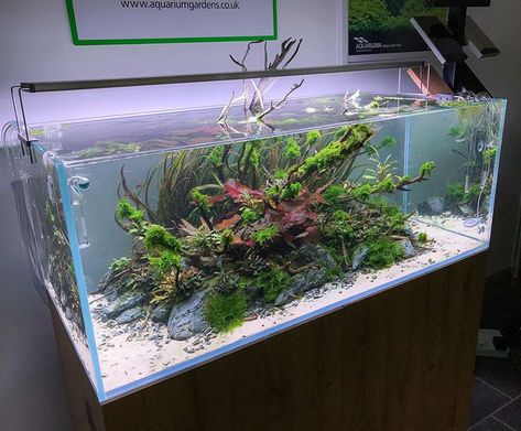 Another angle of our 120cm Island Nature Aquarium. Plants 👉 Cryptocoryne Balansae • Cryptocoryne Petchii • Cryptocoryne Nevellii •… Aquascape Ideas, Aquarium Garden, Aquascape Design, Rock Plants, Aquaponics Diy, Aquarium Landscape, Nature Aquarium, Aquascape Aquarium, Home Aquarium