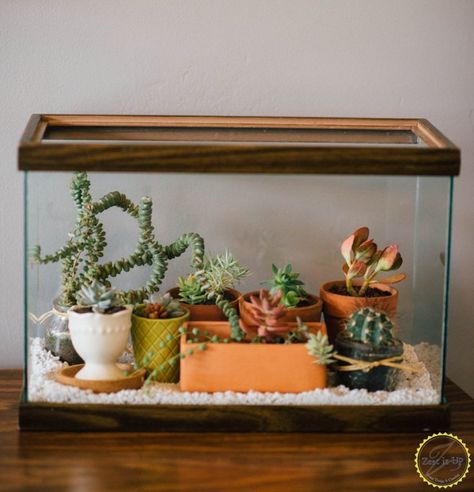 Love finding objects that would otherwise be considered trash and useless and making them useful? She fills a fish tank with water, but the gorgeous result has nothing to do with pets. Check it out now! Diy Succulent Terrarium, Fish Tank Terrarium, Diy Fish Tank, Tanaman Indoor, Aquarium Terrarium, Beautiful Terrariums, Diy Aquarium, Mini Terrarium, Colorful Succulents