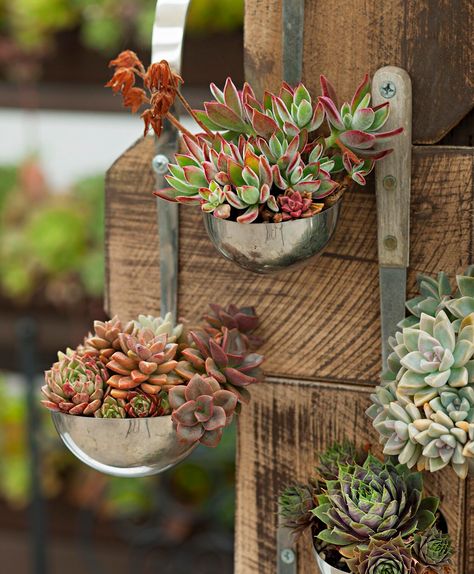 ladle planter Succulent Inspiration, Golden Barrel Cactus, Ghost Plant, Succulent Garden Design, Succulent Cuttings, Succulent Garden Diy, Dish Garden, Succulents In Containers, Small Succulents