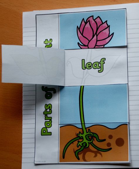 parts of a plant free visual aid from Twinkl                                                                                                                                                                                 More Plant Template, Plants Kindergarten, Plant Lessons, Plant Activities, Plant Crafts, Plant Projects, Visual Aid, Science Projects For Kids, Parts Of A Flower