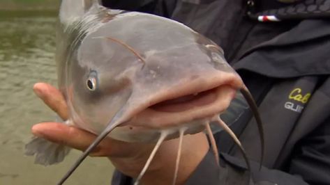 Manitoba OK's commercial sale of channel catfish to consumers | CBC News Channel Catfish, Rock Lobster, Sport Fishing, Red River, Freshwater Fish, Newfoundland, Catfish, To Sell, Labrador