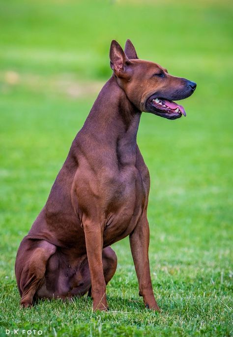 Category: Stud Dogs; Price (Euros): 2,000; Breed: THAI RIDGEBACK DOG; Place: Požega; Country: Croatia; Vendor: Angel. Thai Ridgeback Dog, English Pointer Puppy, Thai Ridgeback, Ridgeback Dog, Rhodesian Ridgeback Dog, All Breeds Of Dogs, Stud Dog, Dog Mixes, Puppy Stuff