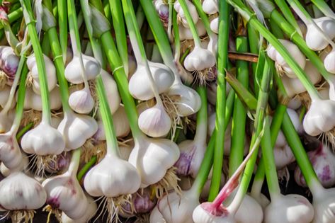 Onion Companion Planting, Allium Sativum, Companion Planting Chart, Hardneck Garlic, Harvesting Garlic, Planting Garlic, Garlic Benefits, Growing Garlic, Planting Tools