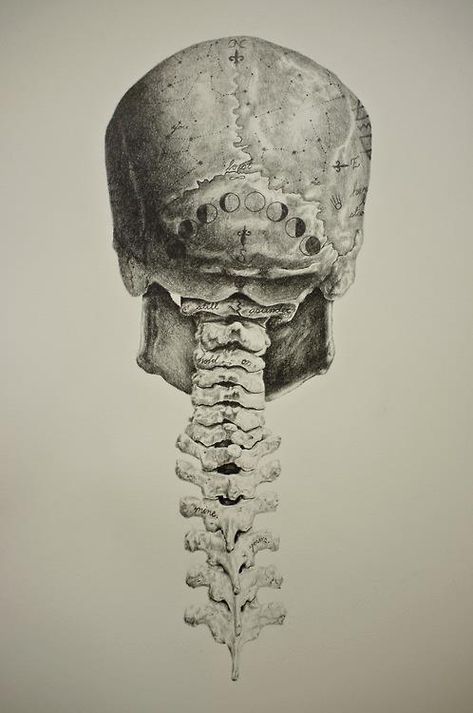 Vintage inspired anatomical drawing with a twist by Andy van Dinh Human Head, Scientific Illustration, Anatomy Drawing, Anatomy Art, Skull And Bones, Head And Neck, Pics Art, Skull Art, Dark Art