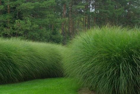 Gardening 101: Maiden Grass - Gardenista Miscanthus Gracillimus, Miscanthus Morning Light, Grass Hedge, Miscanthus Sinensis Gracillimus, Landscape Texture, Miscanthus Sinensis, Garden Grass, Ornamental Grass, Grasses Landscaping