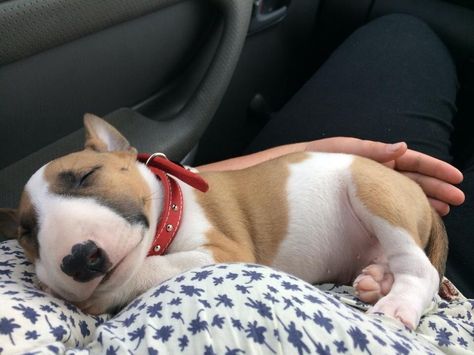 9 Dogs Who Really, Really Want To Go For A Car Ride. (Photo: Reddit user TheLadyMarmalade) English Bull Terrier Puppy, Adrienne Ames, Puppies Cutest, Chien Shih Tzu, Mini Bull Terriers, Miniature Bull Terrier, Bull Terrier Puppy, English Bull Terriers, Bull Terrier Dog