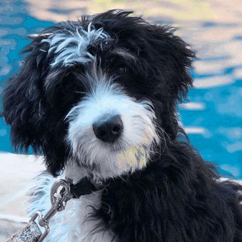 What Doodle Breed Should I Get? - Lover Doodles Springer Doodle, Family Doodle, Dog Species, Doodle Dog Breeds, Doodle Breeds, Poodle Rescue, How To Potty Train, Doodle Puppies, Mini Goldendoodle Puppies