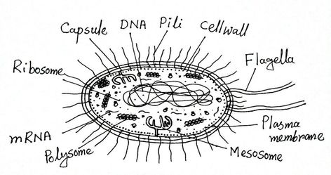 Chloroplast Diagram, Animal Cell Diagram Labeled, Structure And Function, Drawings