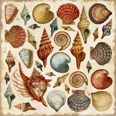 Courtney Davis :: Tim Coffee Collection 10 Seashell Illustration, Botanisk Illustration, Coffee Collection, Scientific Illustration, Sea Art, Vintage Poster Art, Botanical Drawings, Shell Art, Nature Illustration