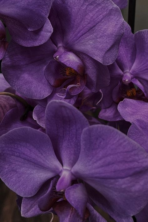 Dark Purple Orchids, Purple Orchids Aesthetic, Purple Tropical Aesthetic, Dark Orchid Aesthetic, Orchid Purple Aesthetic, Purple Plant Aesthetic, Purple Orchid Aesthetic, Orchid Flower Aesthetic, Orchids Aesthetic