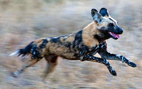 Three Legged African Wild Dog | Wildmoz | Magazine African Hunting Dog, Painted Dogs, Dogs Running, Wild Dog, Dog Attack, African Wild Dog, Okavango Delta, Animals Amazing, Animal Study