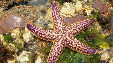 Coral Reef Ecosystem, Aleutian Islands, Coral Bleaching, Yellow Sea, Stella Marina, Ends Of The Earth, South China Sea, Invasive Species, Sea Star