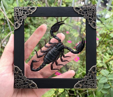 Dead Butterfly, Real Scorpion, Taxidermy Wall, Bug Beetle, Gothic Artwork, Black Wall Decor, Clear Frames, Wood Cover, Butterfly Frame