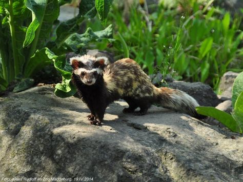 The marbled polecat (Vormela peregusna) is a small mammal belonging to the monotypic genus Vormela within the Mustelinae subfamily. Vormela is from the German word Würmlein,[1] which means "little worm". Marbled Polecat, Form Studies, German Word, Animal References, German Words, Silly Animals, Creature Concept Art, Futurism, Creature Concept