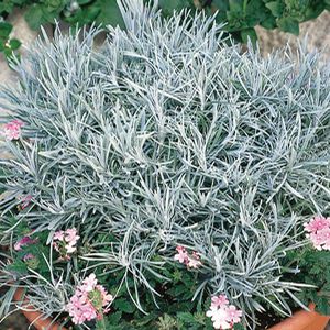 Licorice Plant, Proven Winners Perennials, Proven Winners Plants, Lilac Roses, Garden Life, Garden Harvest, Moon Garden, Plant Ideas, Climbing Vines