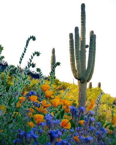 Desert Wildflowers, Countryside Photos, National Park Photography, Cactus Photography, National Parks Photography, Desert Flowers, Desert Vibes, Park Photography, Sonoran Desert