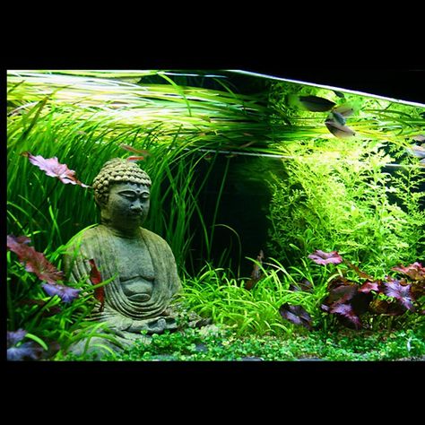 Planted Betta Tank, Aquarium Tanks, Water Terrarium, Fish Tank Terrarium, Cool Fish Tanks, Aquascape Design, Guppy Fish, Beautiful Terrariums, Diy Aquarium