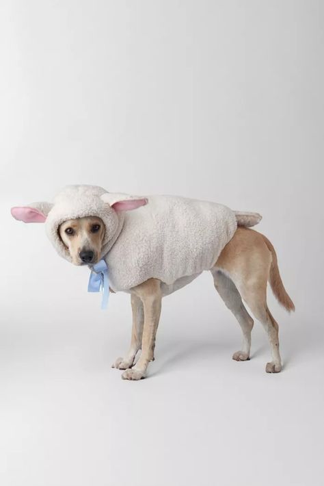 Halloween Costumes, Makeup, Decorations + More | Urban Outfitters Dobby Costume, Halloween Costume Onesie, Dog Costumes Funny, Spooky Decorations, New Halloween Costumes, Onesie Costumes, Halloween Onesie, Celebrity Halloween Costumes, Spooky Halloween Decorations