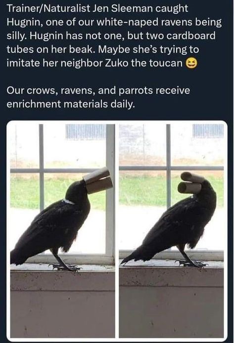 Crows Cute, Crows Ravens, Funny Birds, Wildlife Photos, Animal Facts, Animal Jokes, Cute Little Animals, Animal Memes, Cute Funny Animals