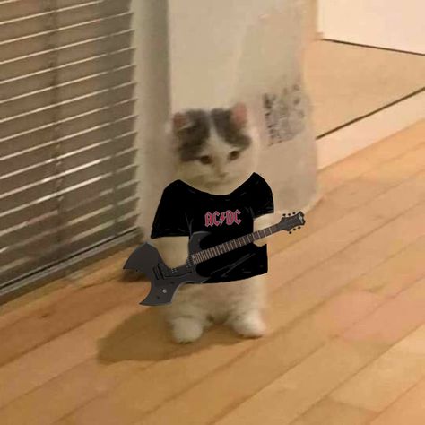 Rock Profile Picture, Music Profile Picture, Profil Pictures, Cat Singing, Workout Aesthetics, Rock Cat, Square Pictures, Standing Cat, Cat Music