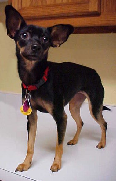 Angelina • Miniature Pinscher & Chihuahua Mix • Adult • Female • Doodle Dawgs and Fabulous Felines; Waldorf, MD Female Doodle, Yorkie Chihuahua Mix, Small Dog Rescue, Chihuahua Mix Puppies, Miniature Pinscher Mix, Long Dog, Cute Borders, Rat Terrier, Min Pin