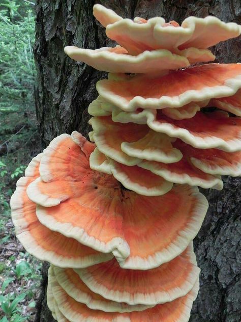 Orange shelf fungus Shelf Mushrooms, Different Types Of Mushrooms, Cordyceps Mushroom, Types Of Mushrooms, Mushroom Identification, Mushroom Pictures, Pale Beige, Plant Fungus, Mushroom Powder