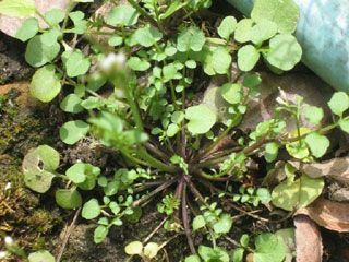 Shotweed Rosette Flowering Invasive Plants, Garden Help, Garden Guide, Wild Edibles, Native Garden, Natural Wellness, Weeding, Seed Pods, Spring Green