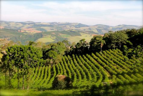 Brazil Coffee, Brazilian Coffee, Coffee Farm, Family Living, Family Farm, The Land, Geography, Costa Rica, Agriculture