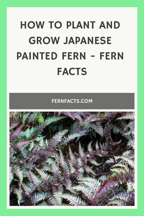 Explore the art of growing exquisite Japanese Painted Ferns in your outdoor oasis! Uncover expert guidance on the ideal soil conditions, sunlight exposure, and maintenance practices to help these ferns thrive beautifully. Embrace the tranquility and beauty of these unique plants in your garden sanctuary. Visit the page now for a complete guide on cultivating Japanese Painted Ferns effortlessly! Japanese Painted Fern Container, Japanese Painted Fern Landscaping, How To Make Ferns Grow Big, Fern Varieties Outdoor, Japanese Fern, Fern Planters, Lady Fern, Bracken Fern, Indoor Ferns