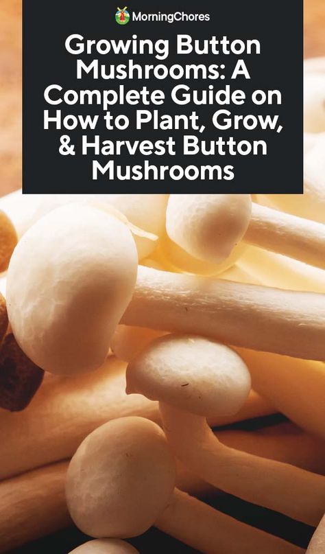 Growing Button Mushrooms: A Complete Guide on How to Plant, Grow, & Harvest Button Mushrooms Mushroom Gardening, Farm Management, Grow Mushrooms, Growing Mushrooms At Home, Mushrooms Growing, Mushroom Spores, White Button Mushrooms, Mushroom Kits, Mushroom Cultivation